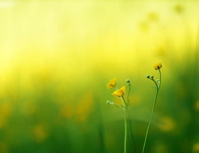 Программа лечения для пациентов с заболеваниями печени, желчного пузыря, желчевыводящих путей и поджелудочной железы - Санаторий «Юность» Ессентуки